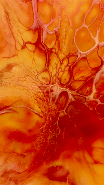 12" Round Acrylic ART Blood Orange Slice